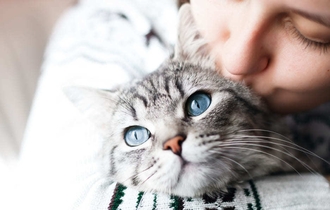 Хроническая почечная недостаточность у кошек