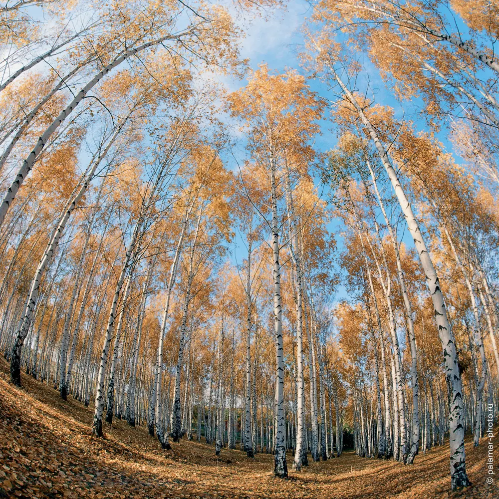 Натюрморт А. Паламарь. Тирасполь