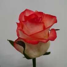 фото розы джумилия