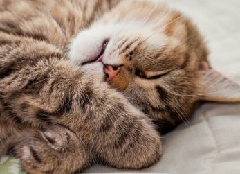 Лечение болезни почек у кошек