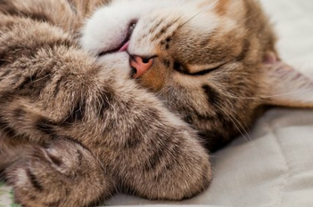 Лечение хронической почечной недостаточности у кошек