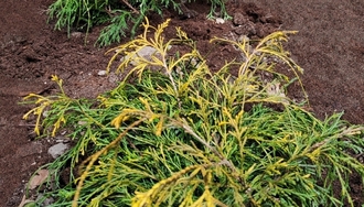 Кипорисовик Лоусона