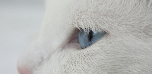 ипакитине для собак купить