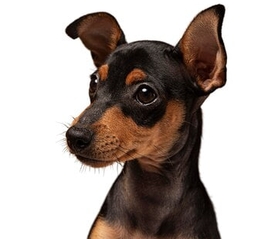 Веторил 10 мг, 30 мг, 60 мг, 120 мг купить для лечения Кушинга