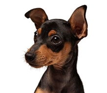 Веторил 10 мг, 30 мг, 60 мг, 120 мг купить для лечения Кушинга