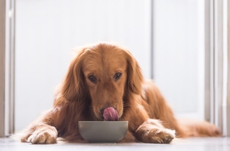 Симптомы, по которым можно заподозрить ХПН у питомца