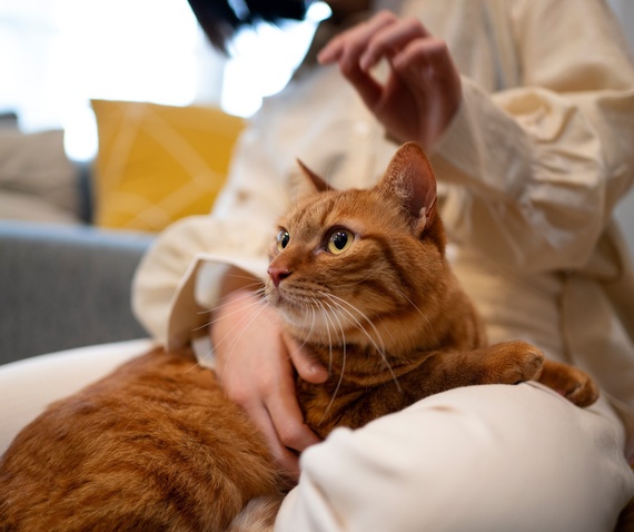 Состав Ipakitine из Франции