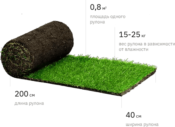 Рулонный газон с размерами
