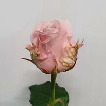 фото розы зельда