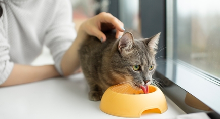 Какие препараты и как правильно можно давать со шприца для лечения почечной недостаточности у кошки