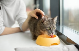 Какие препараты и как правильно можно давать со шприца для лечения почечной недостаточности у кошки