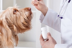 Препараты для лечения синдрома Кушинга у собак