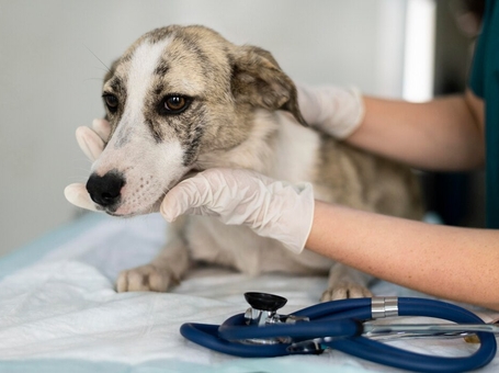 Лечение почечной недостаточности у животного препаратом Ипакитине