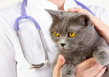 Ипакитине - для лечения ХПН у кошек