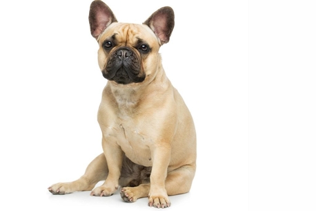 Основные причины, вызывающие ХПН у собак