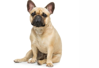 Что делать при ХПН у собак