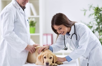 Способы лечения ХПН у собак