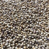 белое сорго зерновые корма для сельхоз животных оптом от 20 тонн