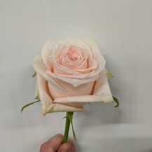 фото розы кимберли