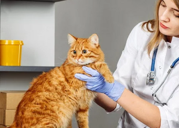 Симптомы ХПН у кошек - как проявляется болезнь