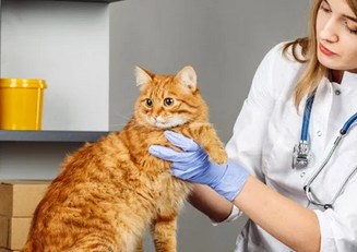 Симптомы ХПН у кошек - как проявляется болезнь