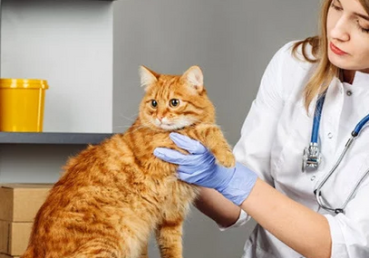 Лечение хронической почечной недостаточности у кошек