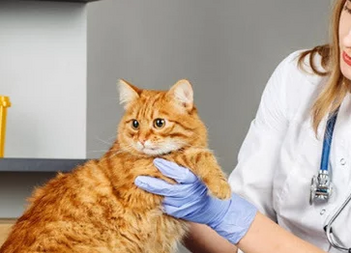 Лечение хронической почечной недостаточности у кошек