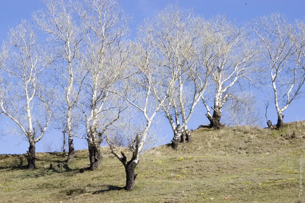 Натюрморт А. Паламарь. Тирасполь