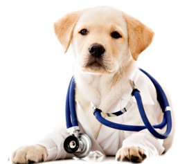 Ипакитине для лечения уремии