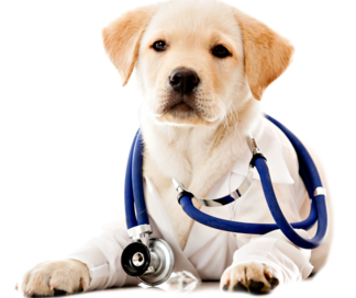 Ипакитине для лечения уремии