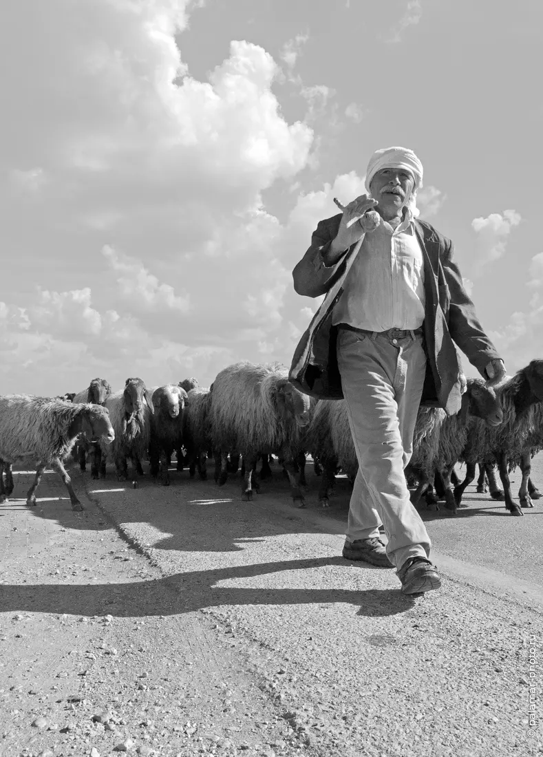 Друзское село. А. Паламарь. Проект "Израильщина. Путёвые заметки"