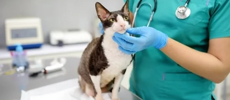 Ипакитине - для лечения ХПН у кошек