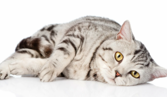 Типовые ошибки при применении Ипакитине