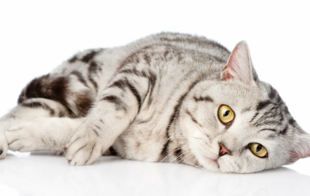 Типовые ошибки при применении Ипакитине