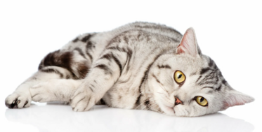 Применение Ипатикине при ХПН у кошек и собак