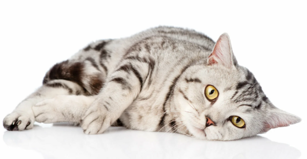 Применение Ипатикине при ХПН у кошек и собак