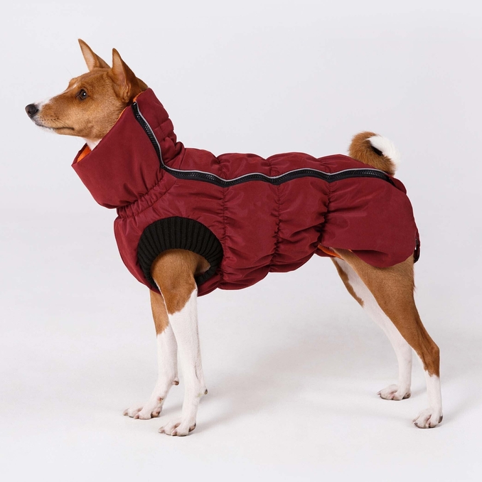 Basenji shop winter coat