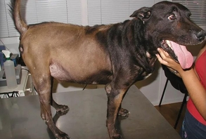 Дифференциальная диагностика синдрома Иценко Кушинга у собак