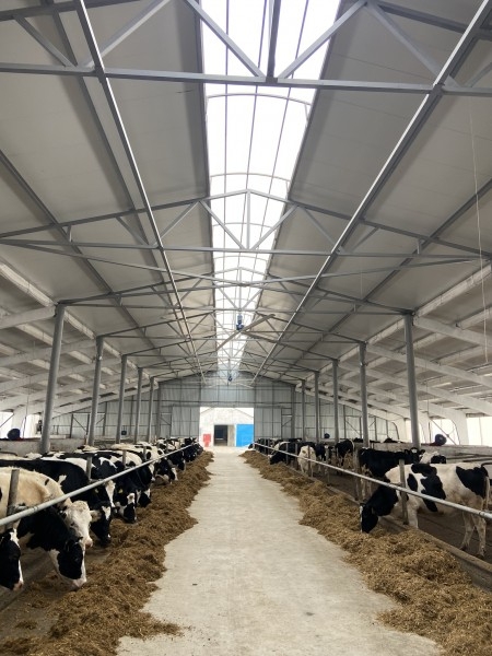 Строительство коровников под ключ в Краснодаре. Утепление сооружений, простота обслуживание и другие