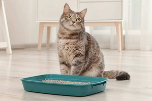 Хроническая почечная недостаточность у кошек