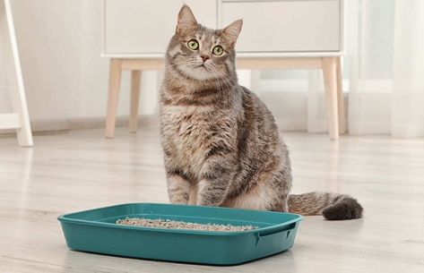 Какие симптомы говорят о болезни почек