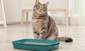 Хроническая почечная недостаточность у кошек