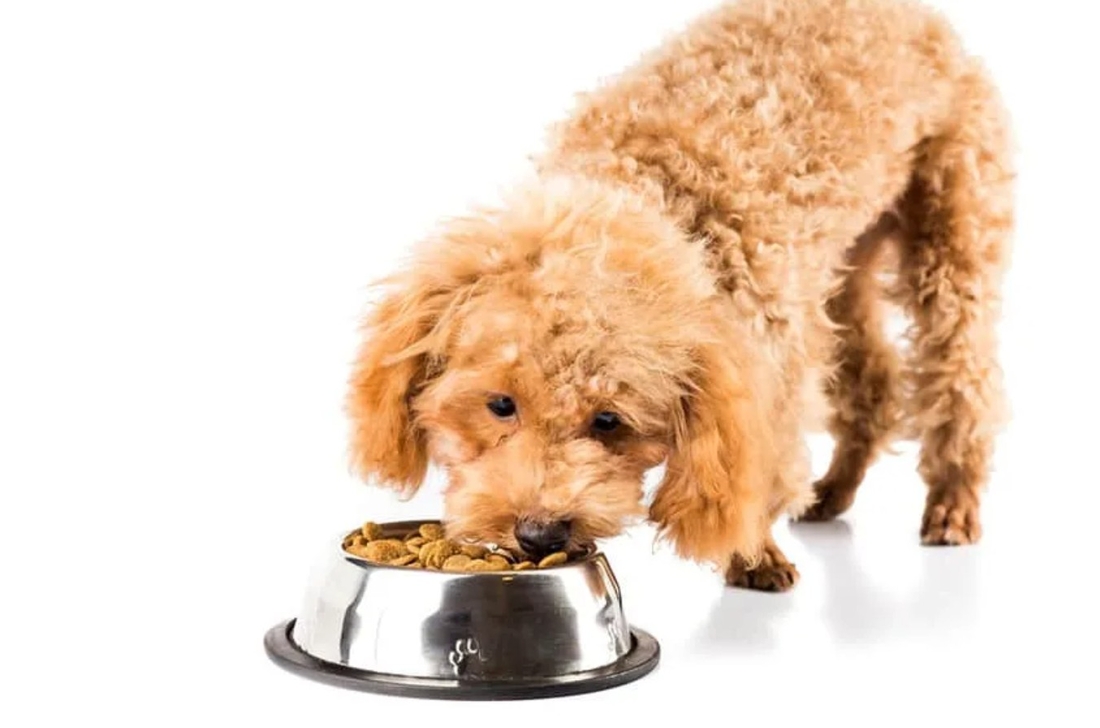 Щенки пуделя