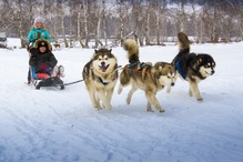 катание на собачьих упряжках Байкал dog sledding Baikal