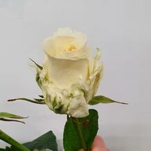 фото розы аиша
