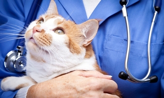 Рекомендации по оценке функционального состояния почек кошек при их хронической болезни (ХБП)