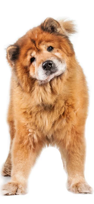 Пронефра в наличии. Доставка по Москве и СПб за 1 день. Прямые поставки с фабрики Virbac (Франция)