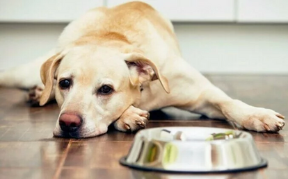 Лечение хронической почечной недостаточности у собак