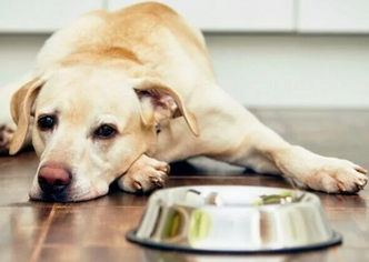 Хроническая почечная недостаточность у собак