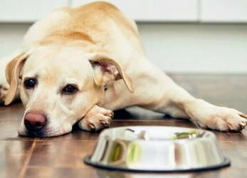 Хроническая почечная недостаточность у собак